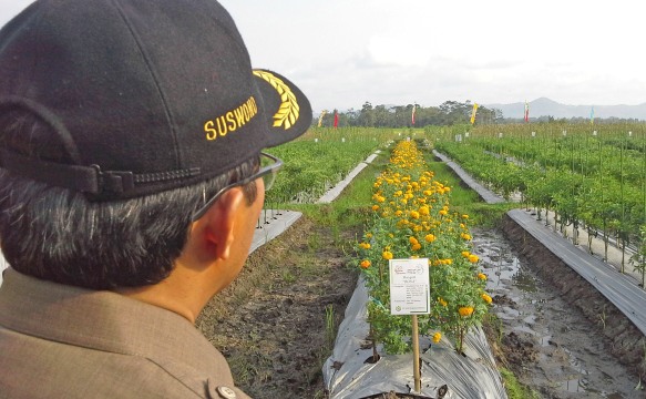 Swasembada Beras Tercapai. Gula, Kedelai dan Daging Gagal